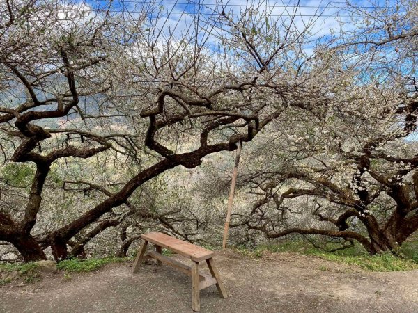 🌈1/17（六）蔡家古厝賞梅×梅子夢工廠×車埕老街✨FB：熊熊趴爬走🌈2983910