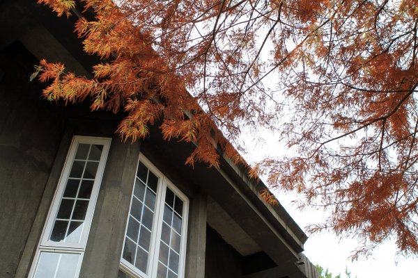 【南投~仁愛】清境農場賞銀杏落羽松楓紅1209052