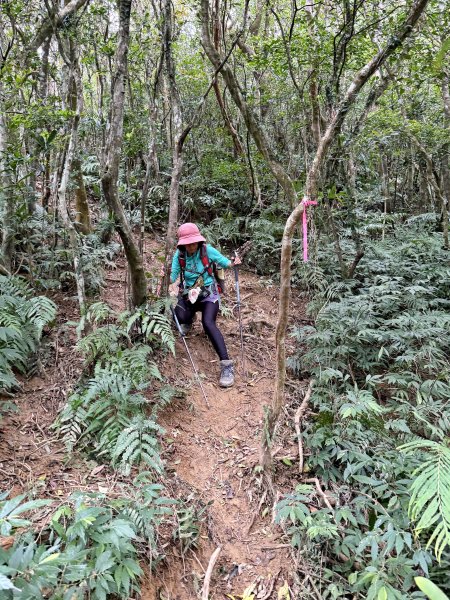 女仍山+帽子山O繞 202602273009565