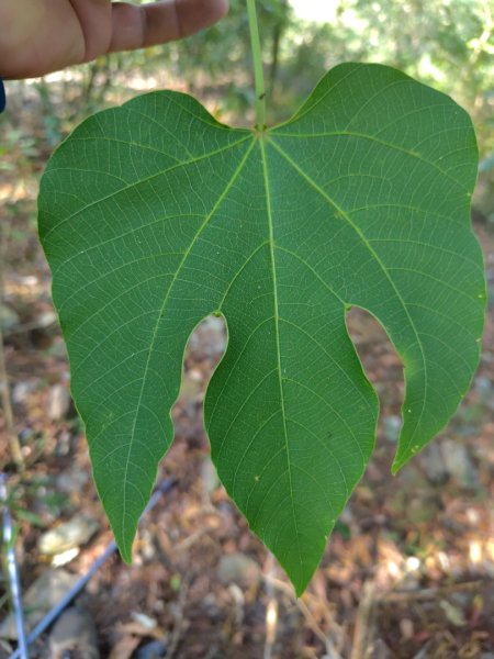 朝聖橋-射鹿部落-高燕部落-旗鹽山-排雲瀑布-沙拉灣瀑布2771044
