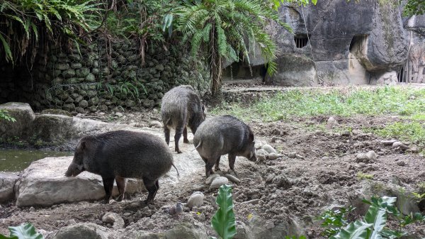 木柵動物園2322097