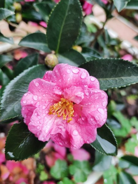 淡蘭南路2+1逆走2671842