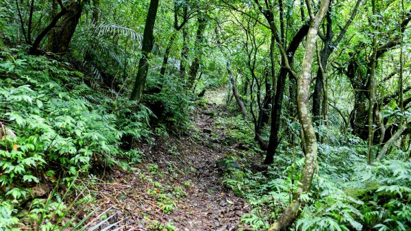 蛇子形古道。美廠產能完售2784748