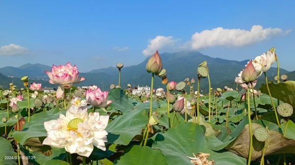 雲山水花鳥蝶 - 天龍國阿伯的日常7/18 & 21、22、292554006