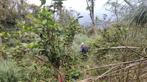 笠頂山單攻西大武山(西北峰) 九星連珠搏命演出歷險記 2025年3月20日2739009