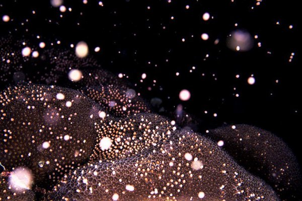 【影片】南部珊瑚精卵大噴發 海底美如星空讓人醉