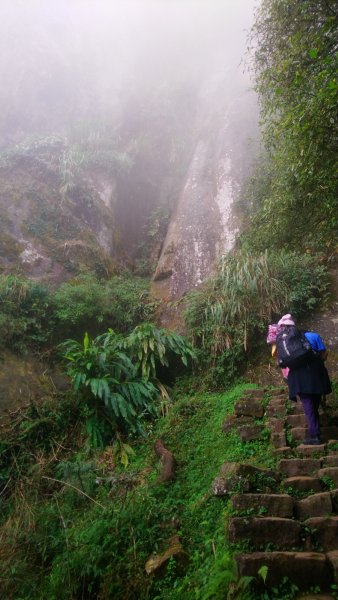 溪頭天文台登山步道、神木步道1523933