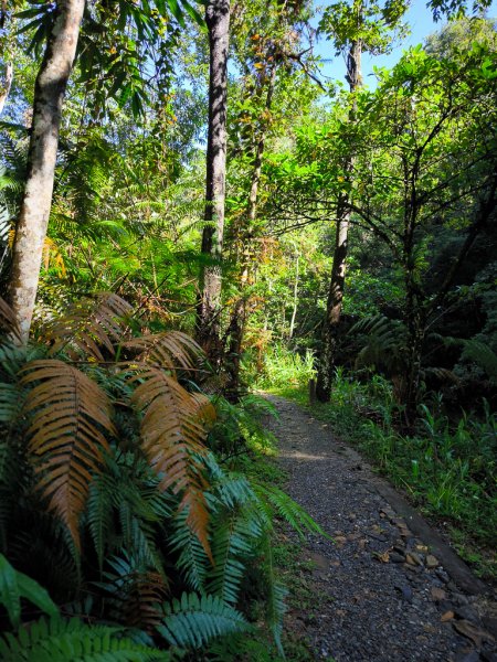 2024-08-22 澀水森林步道2578373