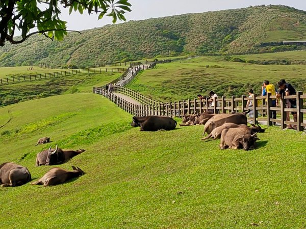 ［走遍陽明山］頂山石梯嶺步道+坪頂古圳2186449