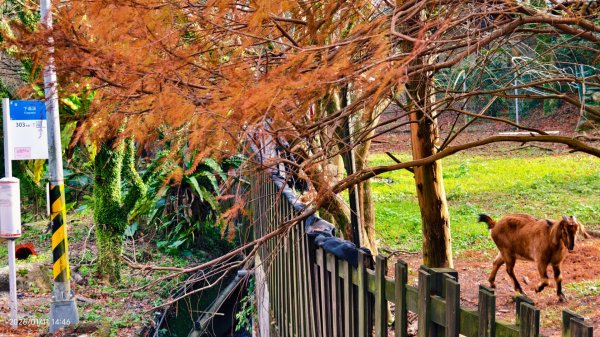 #花卉試驗中心 #永公路500巷 #平菁街42巷 #原住民公園 #士林官邸 1/42980380