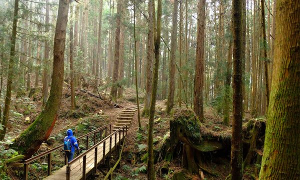 【嘉義】走一趟全台最老的林場 阿里山特富野古道，獵徑與林鐵交織的森之國度