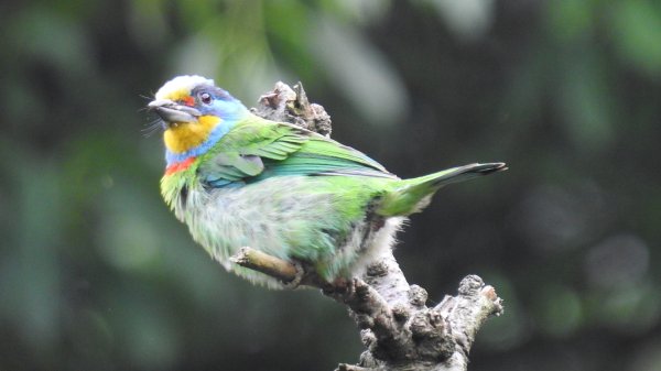 陽明山趴趴走 #琉璃光雲海 ，首拍 #綠鳩 4/272770740