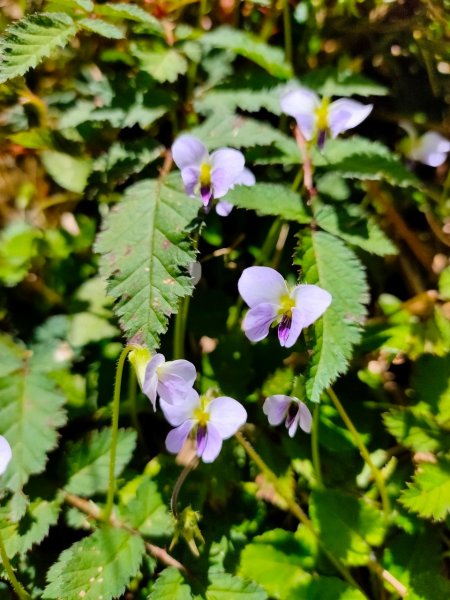 大屯山泥巴滑溜溜914395