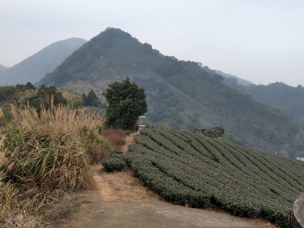 梨子腳山(小百岳#57) & 太平雲梯 (2021/1/29)1423198