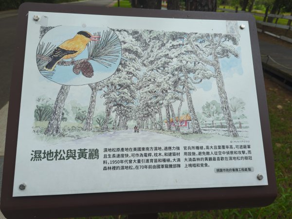 2025.07.20－霄裡好風光：大湳森林公園&亮亮健康樂園2841535