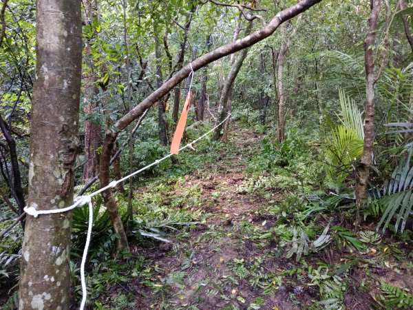 雙溪區雙坪一號橋+盤山坑山+土地公山+474峰+石硿子越嶺古道O型2936390