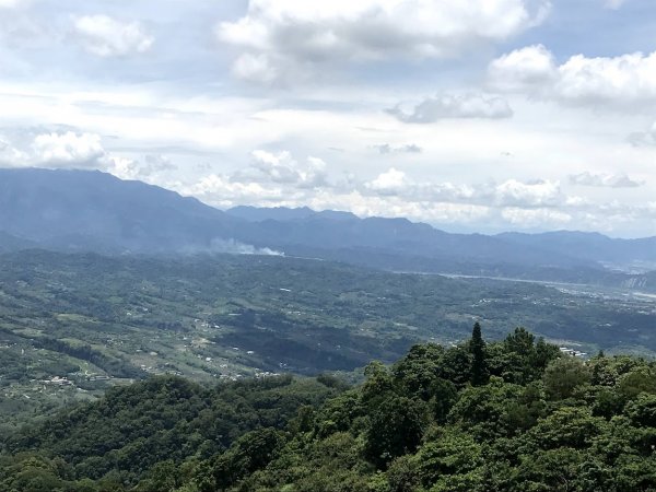 薑麻園桐花步道202006271965416