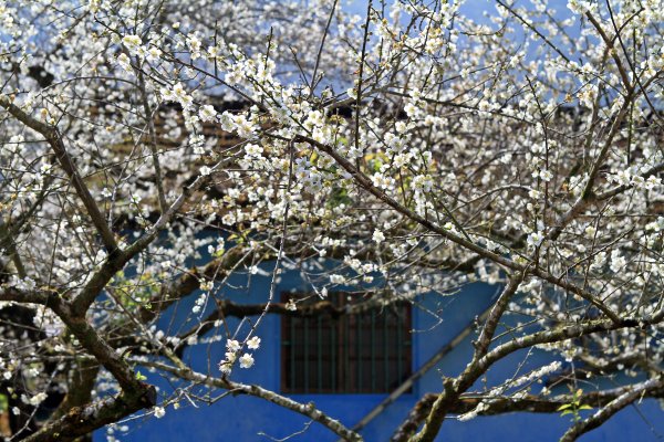 【南投~信義 】牛稠坑賞梅1254951