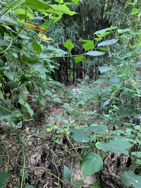 20251024台南東西崙山2925631