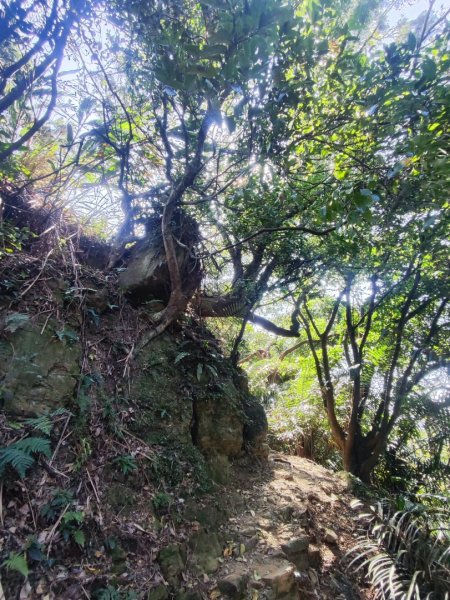 龜山福源山-牛灶坑山-鶯歌火車站走春遊2701328