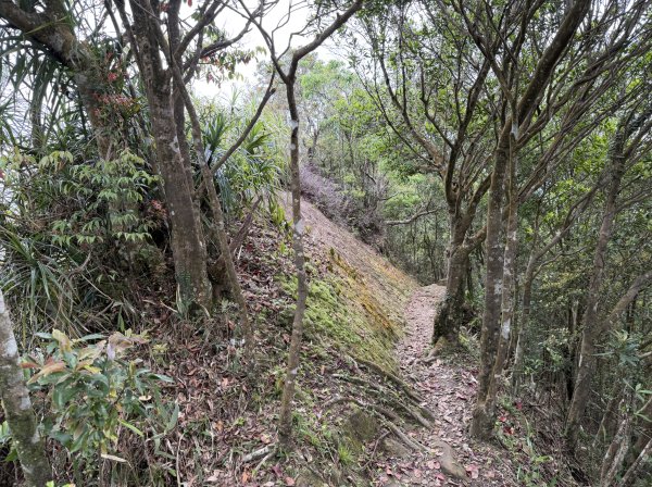 [微笑山線_第八段] 2026_0411 二格山系_筆架山南峰3035198