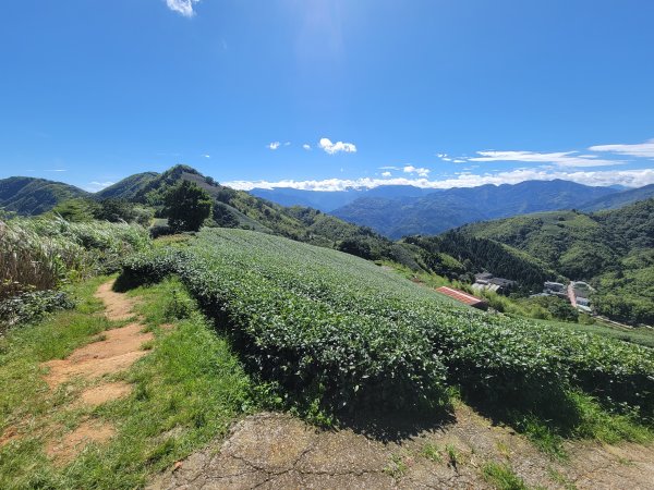 【雲嘉抺茶山】1735891