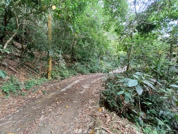 【高雄甲仙】沒有朵朵白雲。 小百岳集起來。 編號69小百岳-白雲山步道1713228