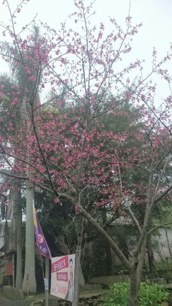 20151226泰安鄉熊佧山27745