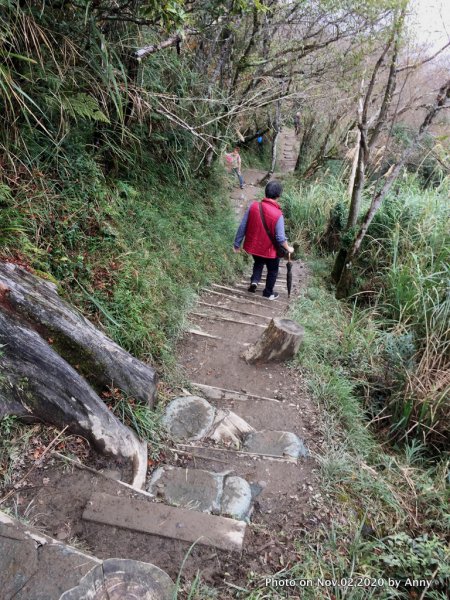 無雨無霧的宜蘭山毛櫸步道1157128