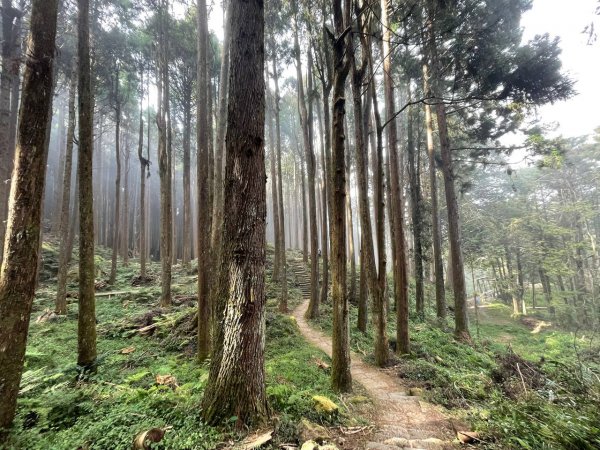 阿里山 水山巨木步道1741729