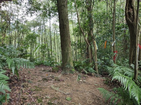 2023.12.27 大溪金面山2839305