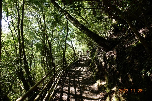 新竹 尖石 司馬庫斯-巨木群步道1932849
