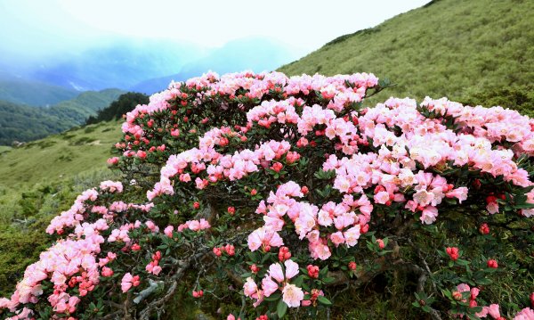 霧裡看花/這一季的東峰杜鵑597665