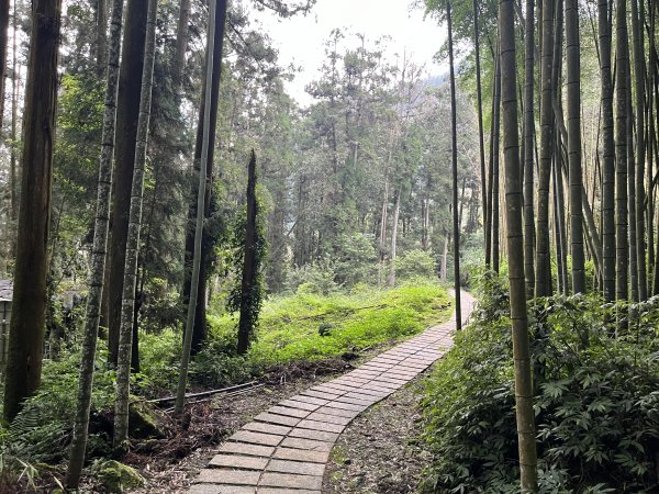[嘉遊好步道．來嘉走走-04/10] 2024_1011 阿里山頂湖步道2624686