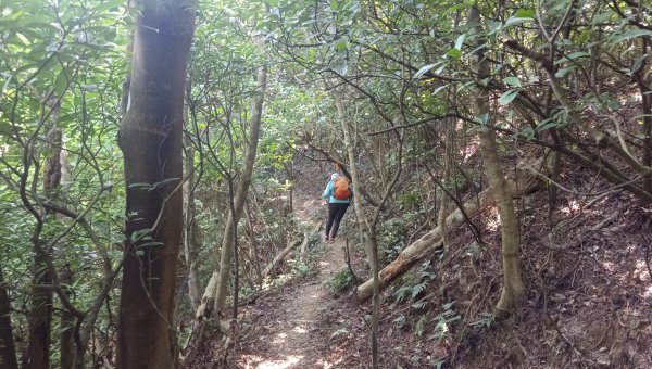 (姨婆趴趴走)第四十九集:攀登連走宜蘭梗枋山、橋板湖山2747725