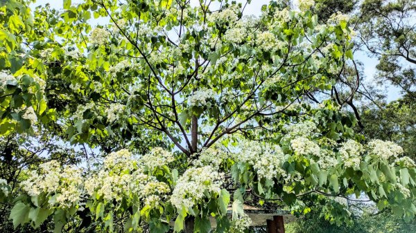 大尖山。走向2770856