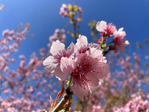 復興鄉悠然秘境櫻花🌸林野餐🧺2722983