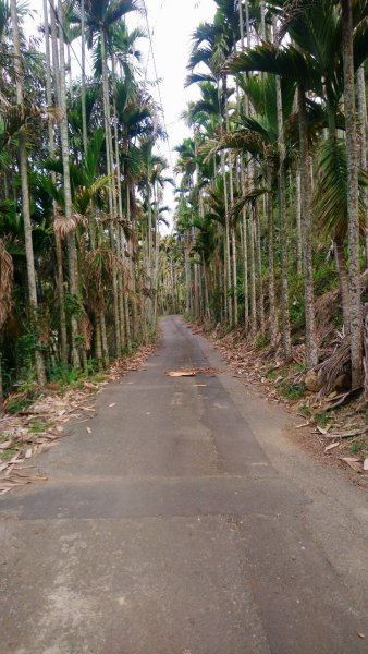 樟湖山、後棟仔山、大尖山、二尖山4山連走1336999