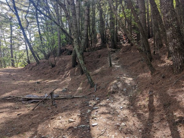 廢棄的伐木時期聚落「巒安堂」。陡下膝軟的「西巒大山」2137070