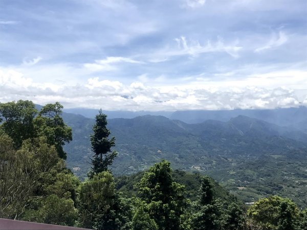 薑麻園桐花步道202006271965405