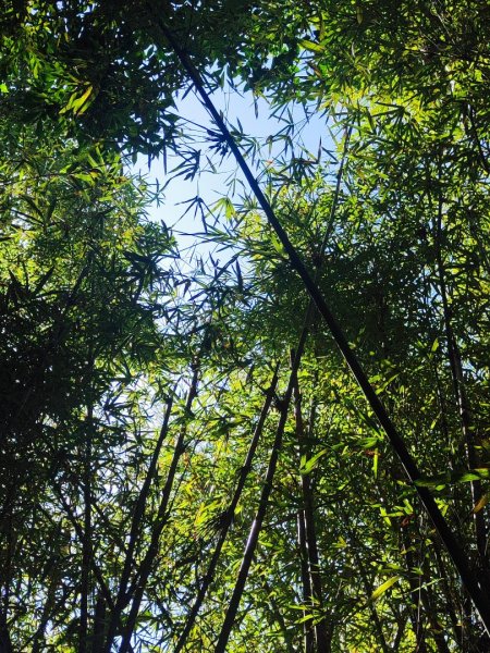 新嶺山步道-大湖頂山-大棟山-鶯歌大榕樹-福源山步道2990673