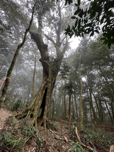 網子山、網子山東北峰、鳴海下山、鳴海山連走2040656