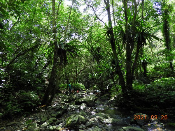 新北 坪林 四堵古道(石牌縣界公園段)1469839