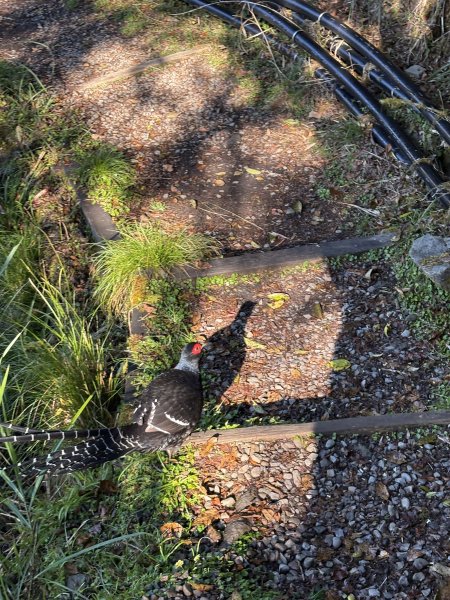 20251225塔山步道(大塔山)2970390