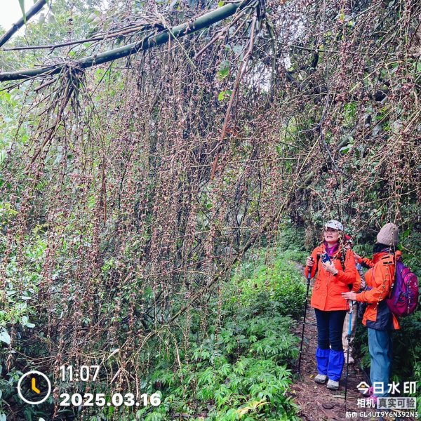 🌈3/16（日）內灣馬胎+南坪古道~內灣老街與合興愛情車站 FB：熊熊趴爬走🌈2737823