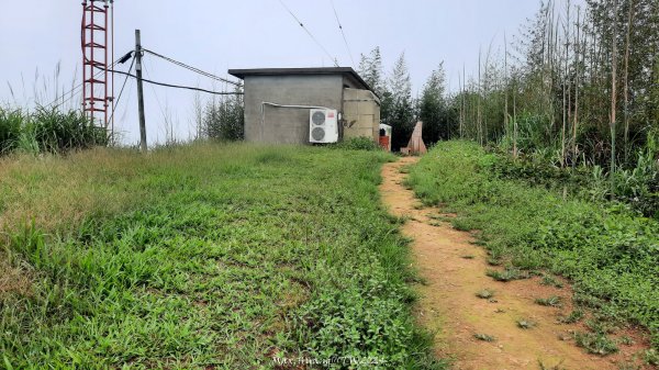 《嘉義》雲霧茶園｜雲嘉三加一連峰O繞202406082520291