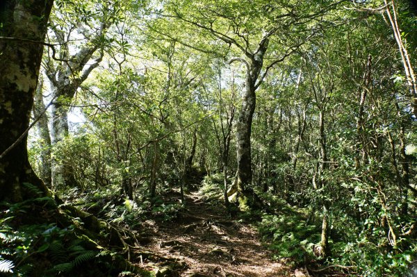 新竹 尖石 內鳥嘴山2899172