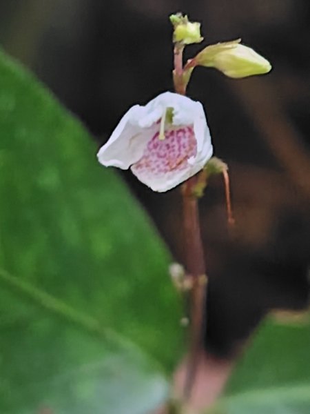 鳳鳴古道 鳳鳴山 南隘勇（南長城）古道 三湖山 八達嶺（龍骨）古道 綠色古道 延平古道2975108