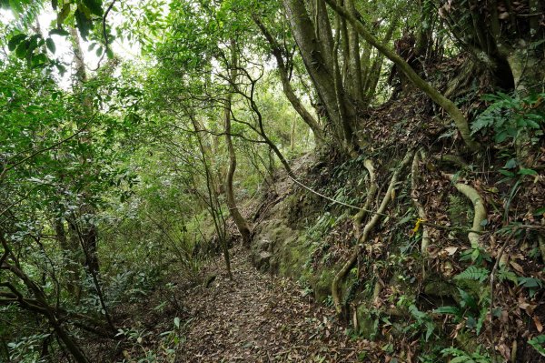 新竹 峨嵋 獅頭山、獅尾山、六寮山、猿山2450078