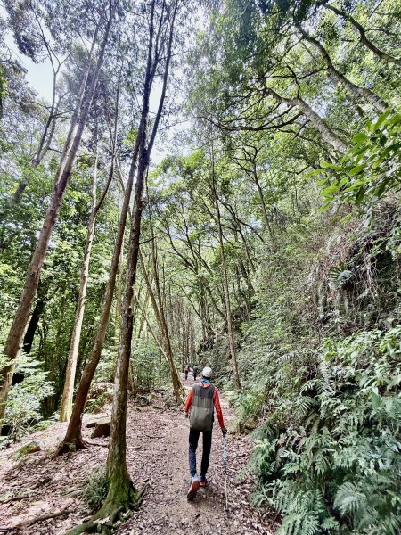 橫嶺山走走避暑趣 2025.6.112815414